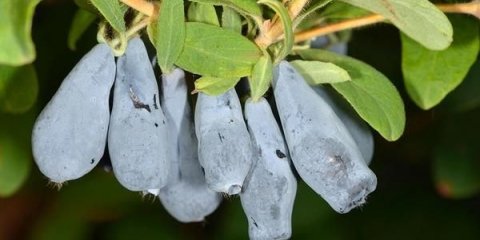 Orlovi nokti: sadnja i njega u predgrađu